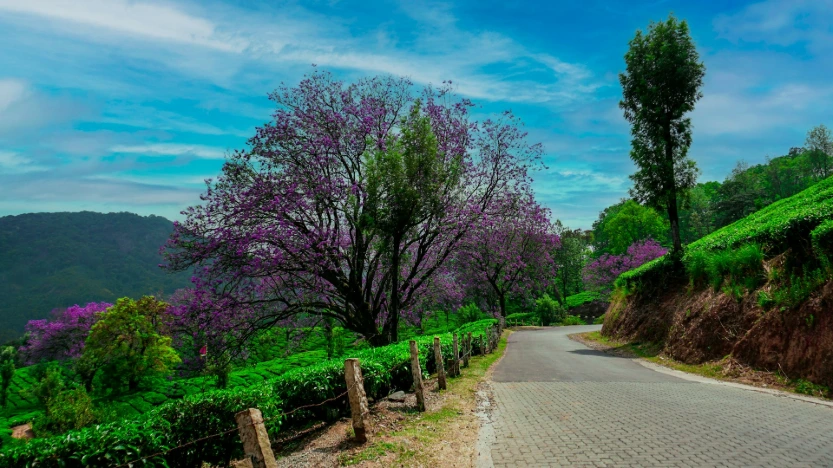 Kerala: God’s Own Country Escape – Hills to Backwaters (6 days & 5 nights) (Deluxe)