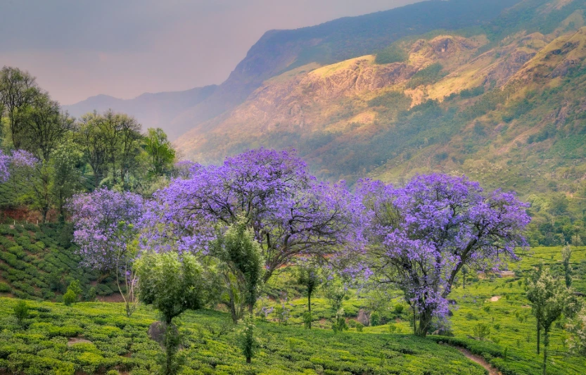 Kerala Honeymoon Escape – Romance in God’s Own Country (6 days & 5 nights)
