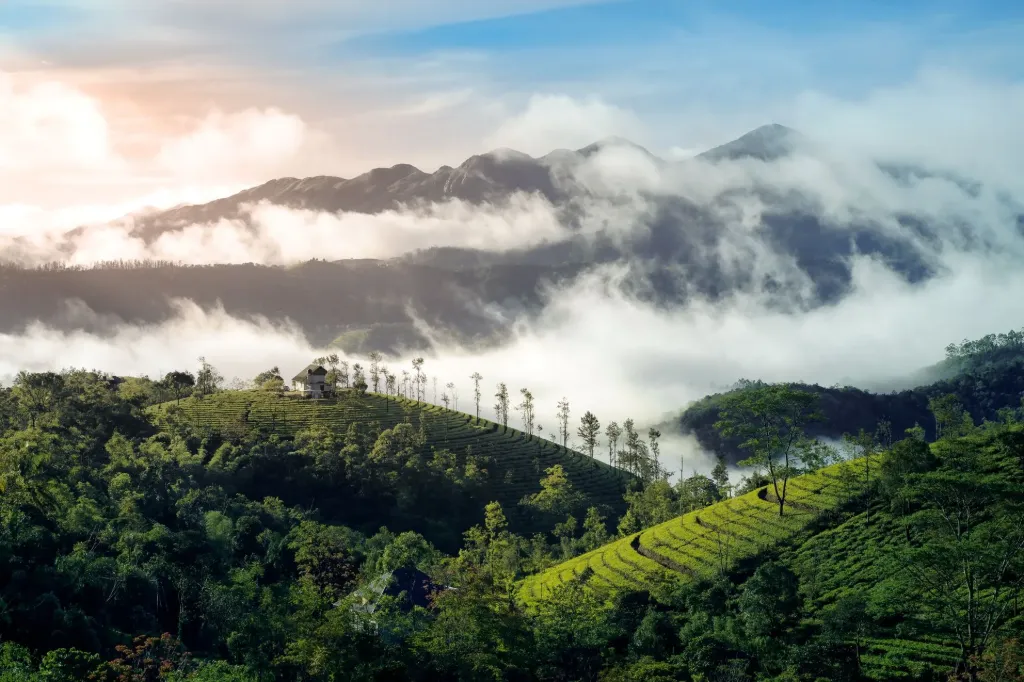 Classic Gangtok & Darjeeling Escape (5N/6D)