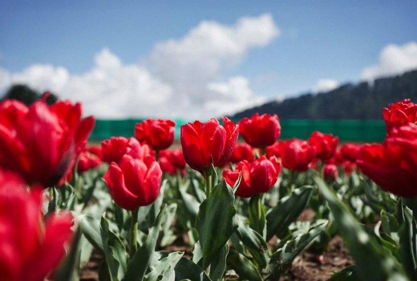 Kashmir in Full Bloom – Tulip & Spring Special (4N/5D)