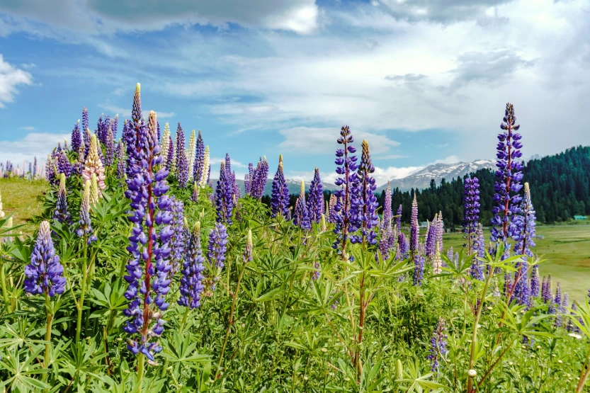Relaxed Kashmir Family Holiday – No Rush, More Comfort (7N & 8D)
