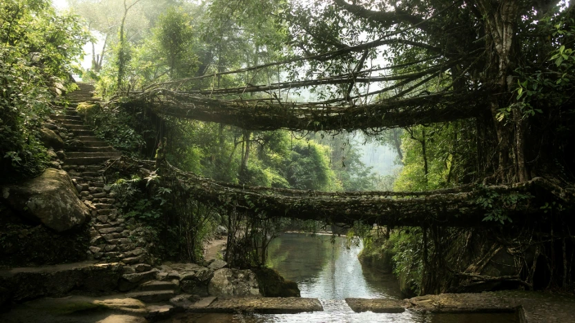 Meghalaya Essentials – Waterfalls, Caves & Crystal Rivers (4N/5D)